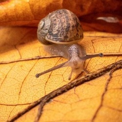 Herstellung von Lauberde im MDR Garten