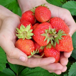 Der Garten im Juni 2022