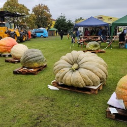 Der Garten im Oktober 2022