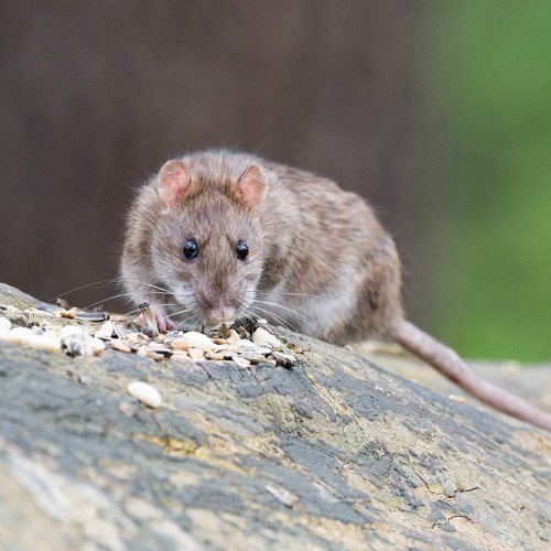 Kein Futter für Ratten!